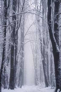 Winterstraat