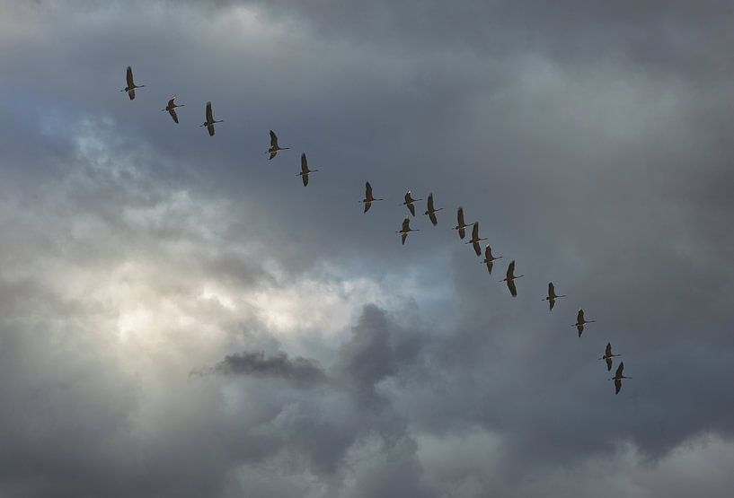 Migratory birds by Dieter Beselt