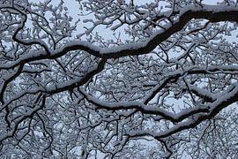 graphic snow-covered tree by Herman Kremer