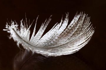 Feather  by Jolanta Mayerberg