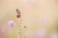 Brauner Schmetterling auf der Heide von Lia Hulsbeek Brinkman Miniaturansicht