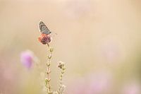 Brauner Schmetterling auf der Heide