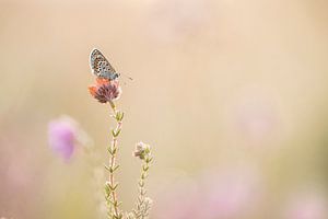 Brauner Schmetterling auf der Heide von Lia Hulsbeek Brinkman