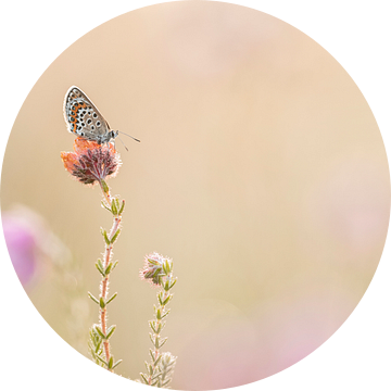 bruin blauwtje op de dopheide van Lia Hulsbeek Brinkman