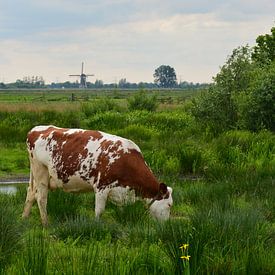 Koe in de polder sur Maurice Kruk