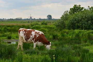 Koe in de polder van Maurice Kruk