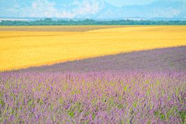 Lavendelblüte in der Provence im Sommer von Sjoerd van der Wal Fotografie