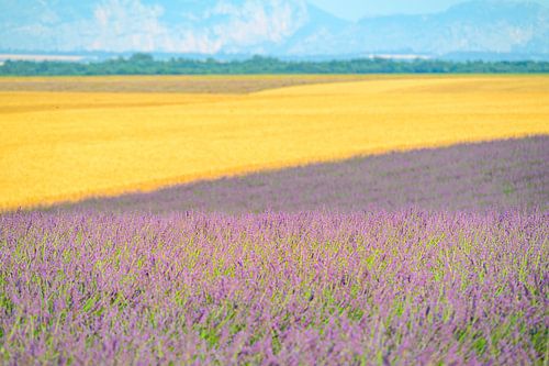 Lavendel in bloei in de Provence tijdens de zomer van Sjoerd van der Wal Fotografie