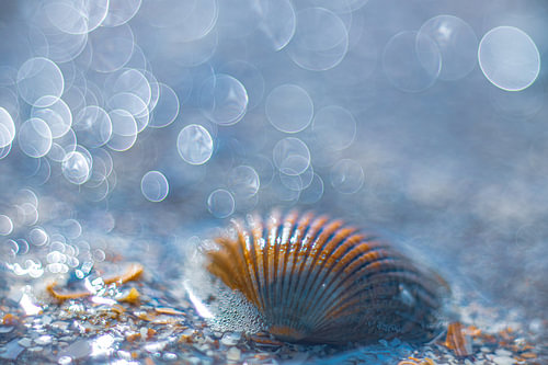 Schelp op het strand