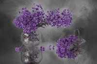 Lavendel droom