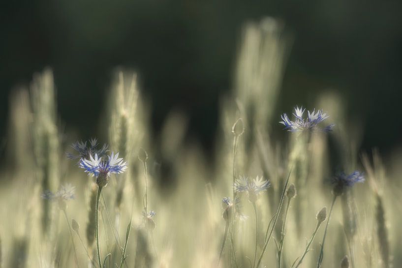 Champ de blé avec des bleuets dans le Brabant par Ron van der Stappen