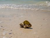 Schelp op Caribisch strand van Moniek van Rijbroek thumbnail