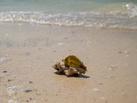 Muschel am Karibikstrand