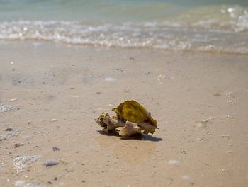 Schelp op Caribisch strand