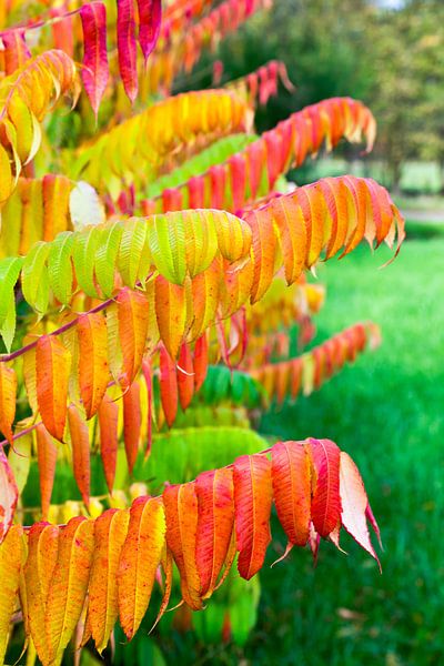 Fluweelboom in kleuren van herfst van Ben Schonewille