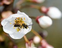 Insect