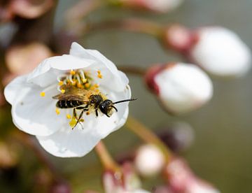 Insect by Philippe verspeek