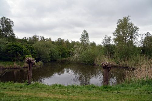 Stukje natuur langs de snelweg naar het noorden