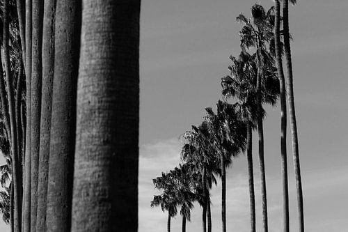Row Palms