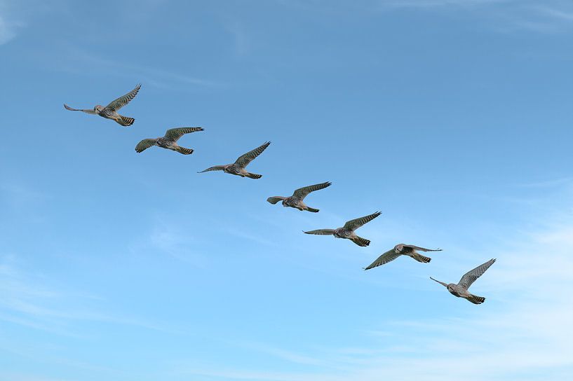 Turmfalke im Flug von Bas Zonneveld