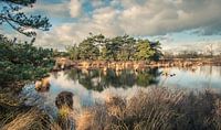 De Malpie, natuurgebied in Noord-Brabant, Nederland van Sven Wildschut thumbnail