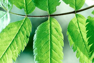 Grüne Blätter am Baum von Karijn | Fine art Natuur en Reis Fotografie