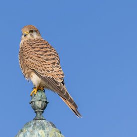 Kestrel by Teresa Bauer