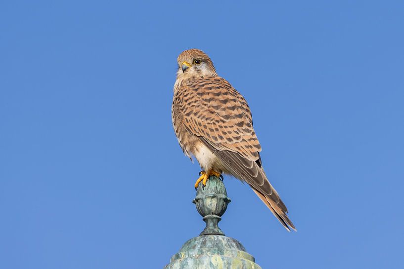 Faucon crécerelle par Teresa Bauer