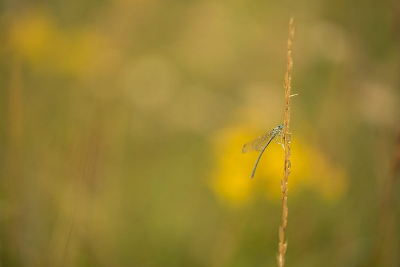 Miss by Moetwil en van Dijk - Fotografie