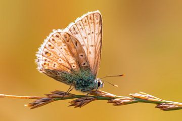 Blauwe vlinder zittend op een grasspriet van Mario Plechaty Photography