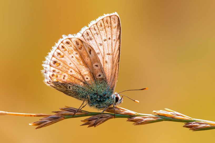 Common Blue butterfly sitting on a blade of grass by Mario Plechaty Photography
