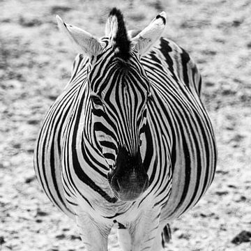 Zebra van Henri Kok