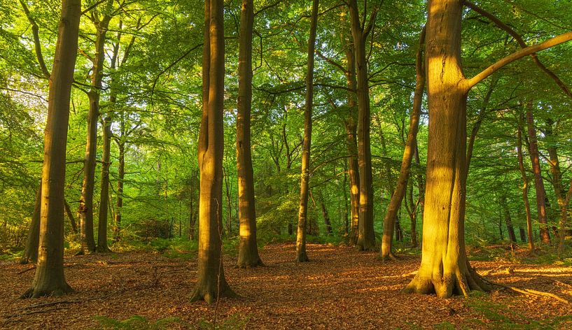 Sunrise Noordlaaderbos (Groningen) Netherlands by Marcel Kerdijk