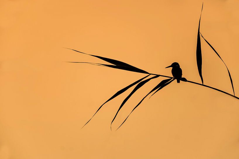 Tranquility; IJsvogel balancerend in het riet, Japanse stijl van Michael Kuijl