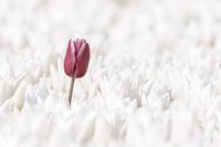 Violette Frühling