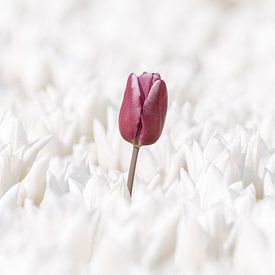 Printemps violet sur Catstye Cam / Corine van Kapel Photography