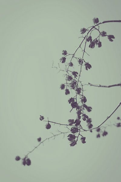 Soft nature 2 van Carla Van Iersel