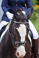 dressuurpaard 