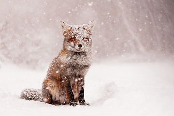 Fairytale Fox - Vos in een sneeuwstorm van Roeselien Raimond