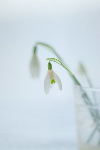 snowdrops by Jeanet Francke
