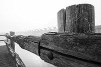 Palendijk in de mist
