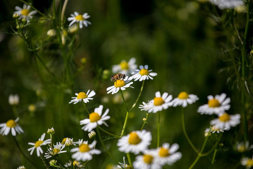 Flowers and bees by Angela Kiemeneij