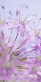 The closed flower by Marjolijn van den Berg