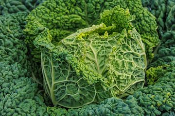 Savoy cabbage by MMFoto