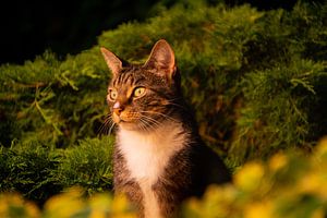 Cat enjoying on the fence