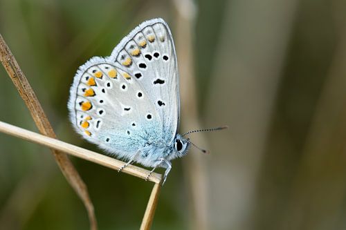 Het kleine Icarusblauwtje.