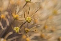Bruintinten Macro foto