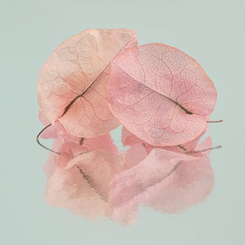 Simplicité et tranquillité : deux feuilles séchées de couleur pastel