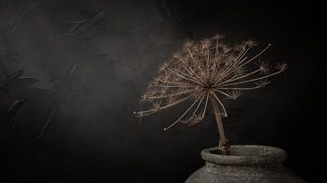Still life with large dried hogweed in grey stone jar (panorama version) by Mayra Fotografie