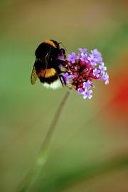 Hummel auf lila Blume